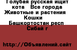 Голубая русская ищит кота - Все города Животные и растения » Кошки   . Башкортостан респ.,Сибай г.